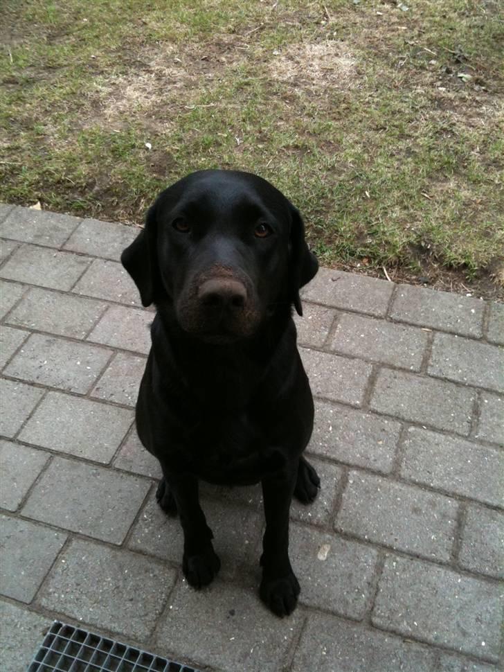 Labrador retriever Maggie billede 5