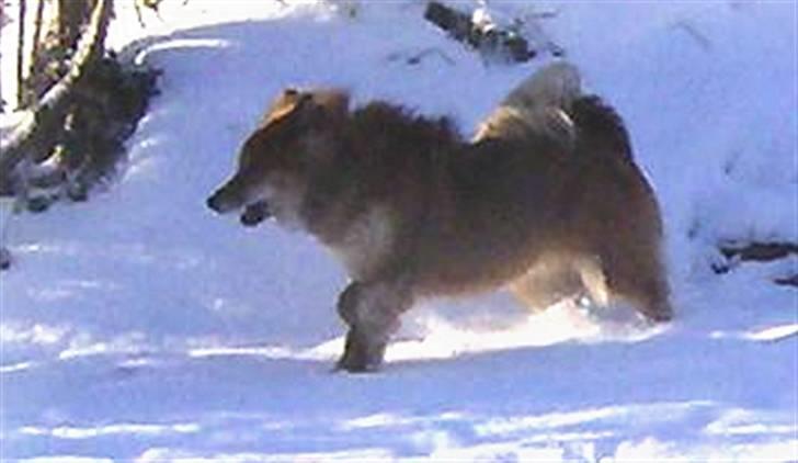 Eurasier Kærlundegård´s U-Akka billede 18