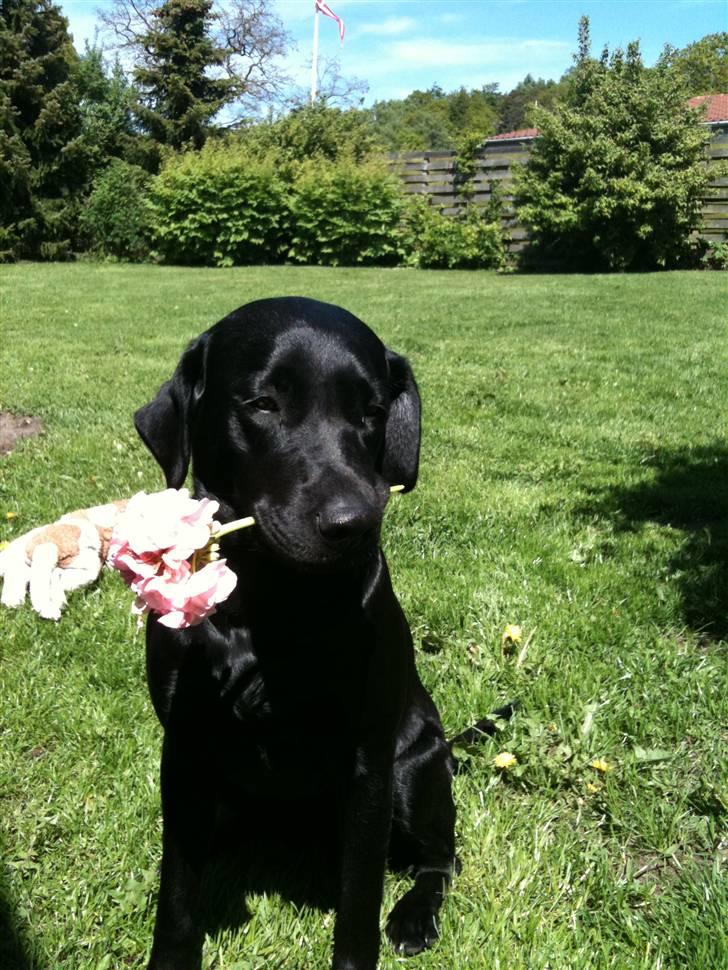 Labrador retriever Maggie billede 6