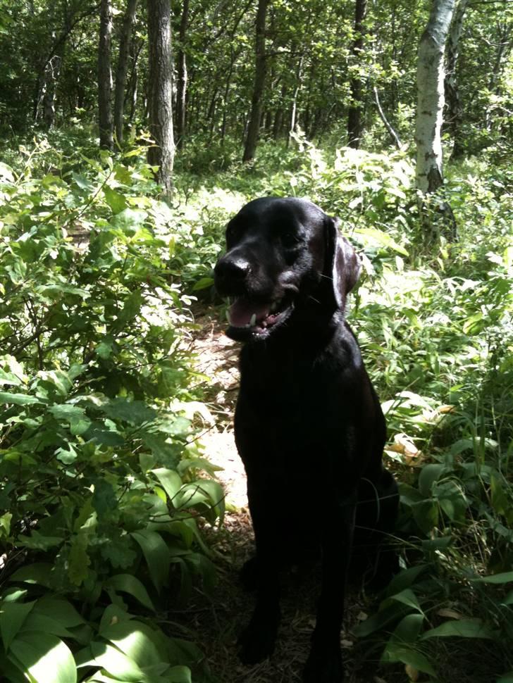 Labrador retriever Maggie billede 7
