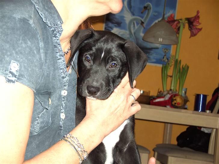 Blanding af racer Amanda billede 4