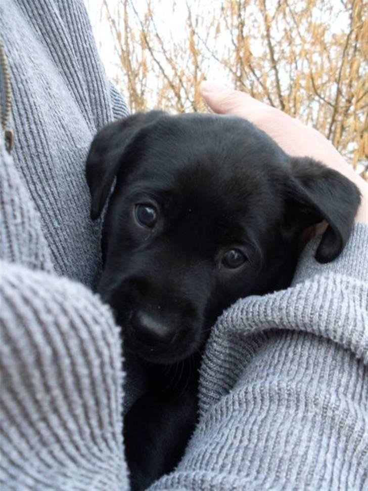 Labrador retriever Maggie billede 8