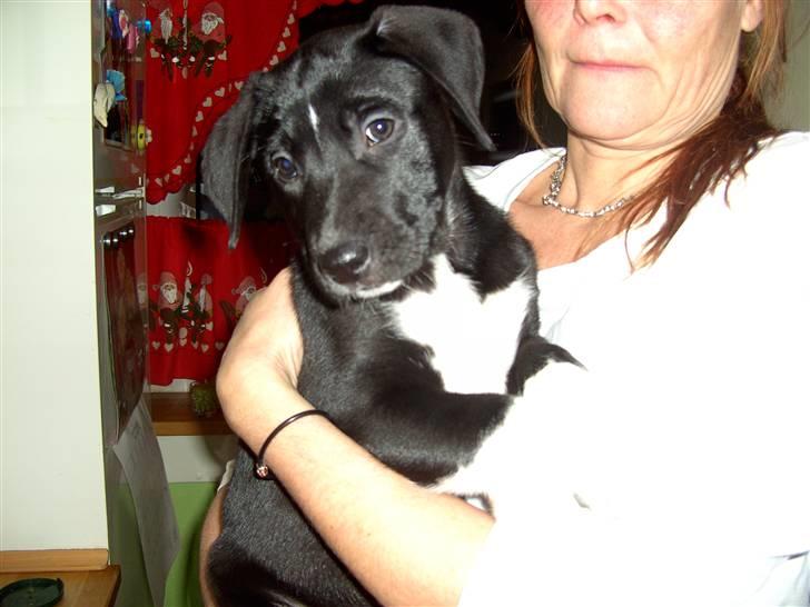 Blanding af racer Amanda - Lille amanda  billede 5