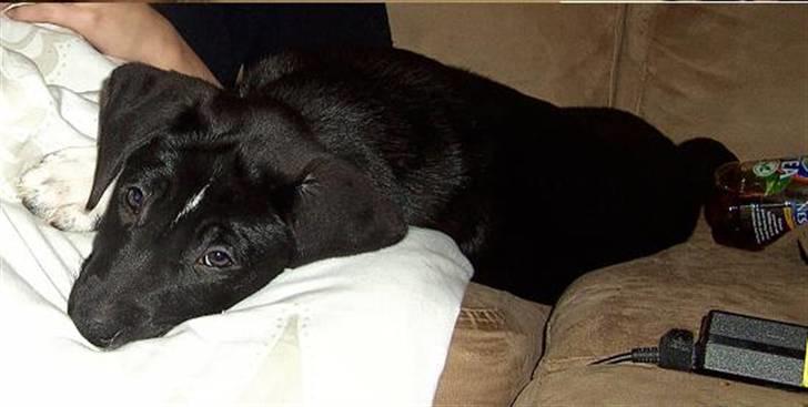 Blanding af racer Amanda billede 6