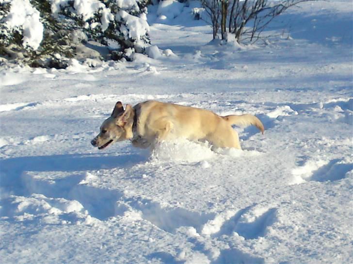 Blanding af racer Gizmo (Golden/labrador) - Jubiii... sne, sne og atter sne billede 8