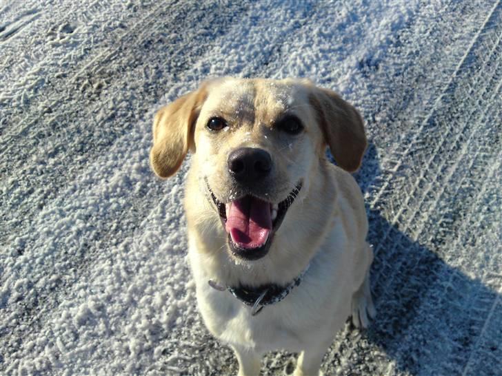 Blanding af racer Gizmo (Golden/labrador) - Er jeg ikke bare bedårende? billede 9