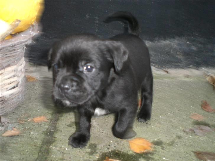 Blanding af racer Malou billede 9