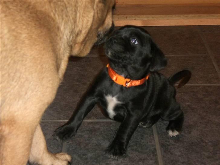 Blanding af racer Malou billede 10