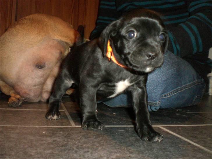 Blanding af racer Malou billede 11