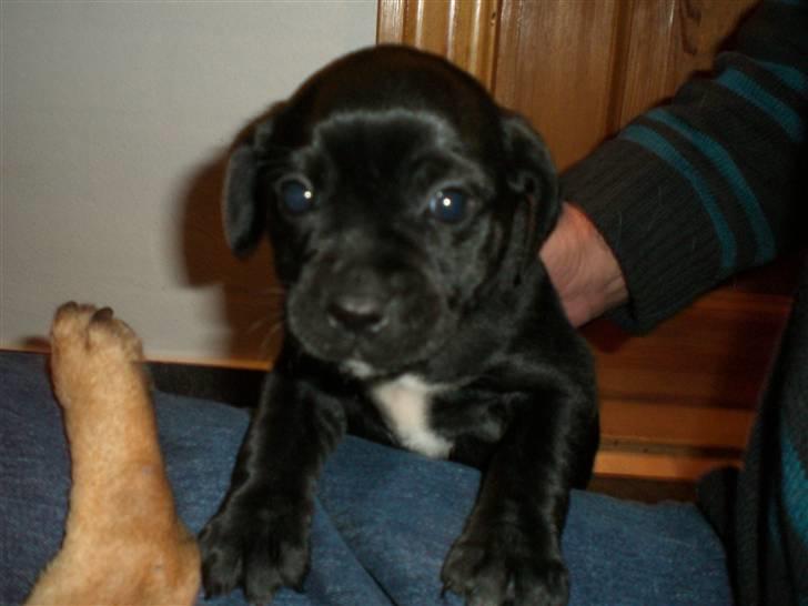 Blanding af racer Malou billede 12