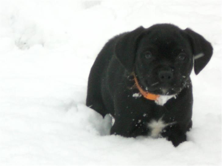 Blanding af racer Malou billede 13