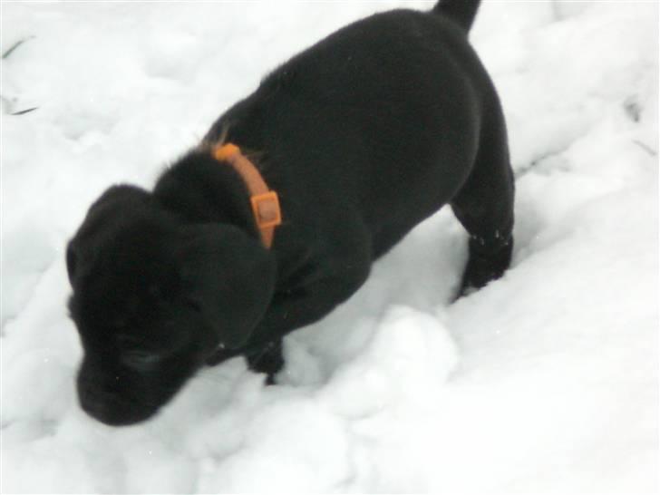 Blanding af racer Malou billede 14