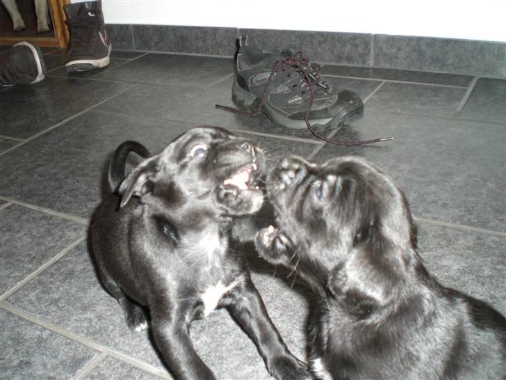 Blanding af racer Malou billede 15