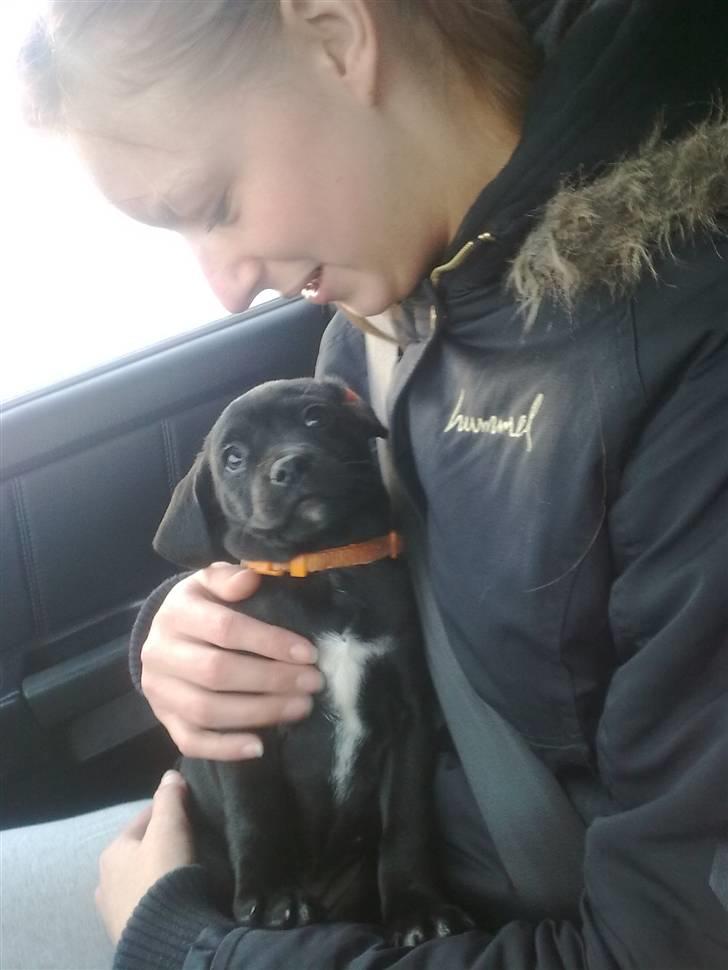 Blanding af racer Malou billede 16