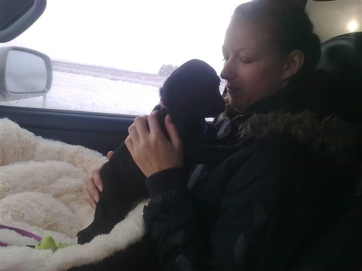 Blanding af racer Malou billede 17