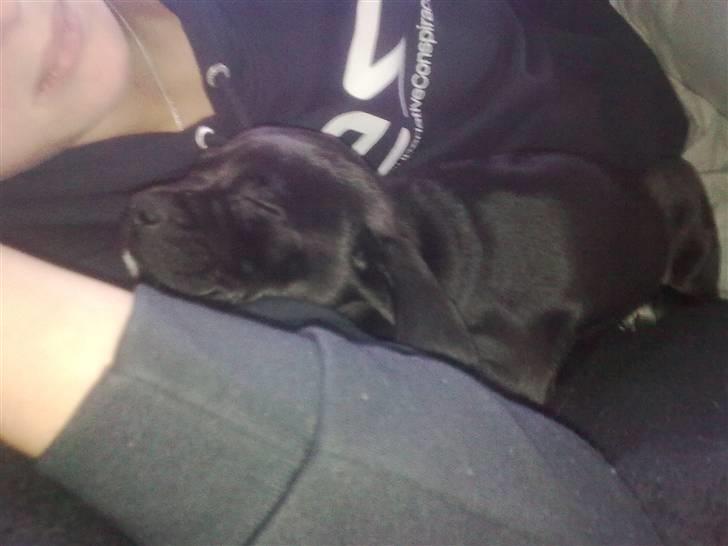 Blanding af racer Malou billede 18