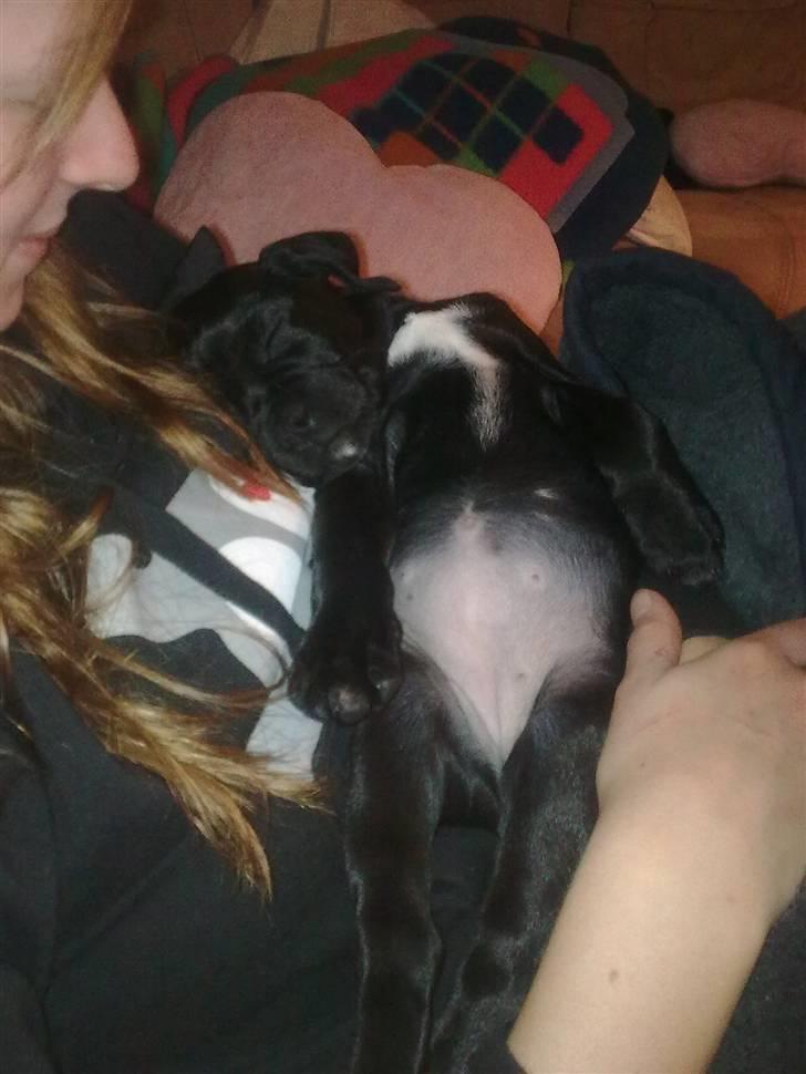 Blanding af racer Malou billede 19