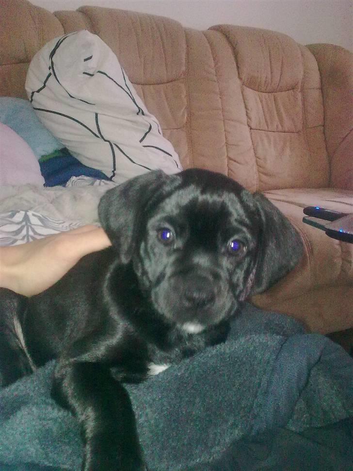 Blanding af racer Malou billede 20