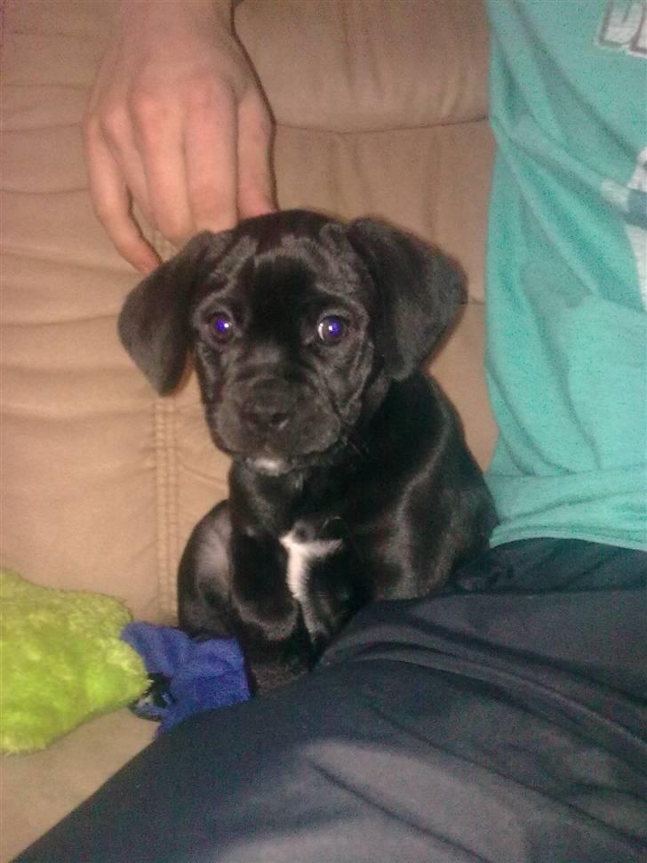 Blanding af racer Malou billede 21