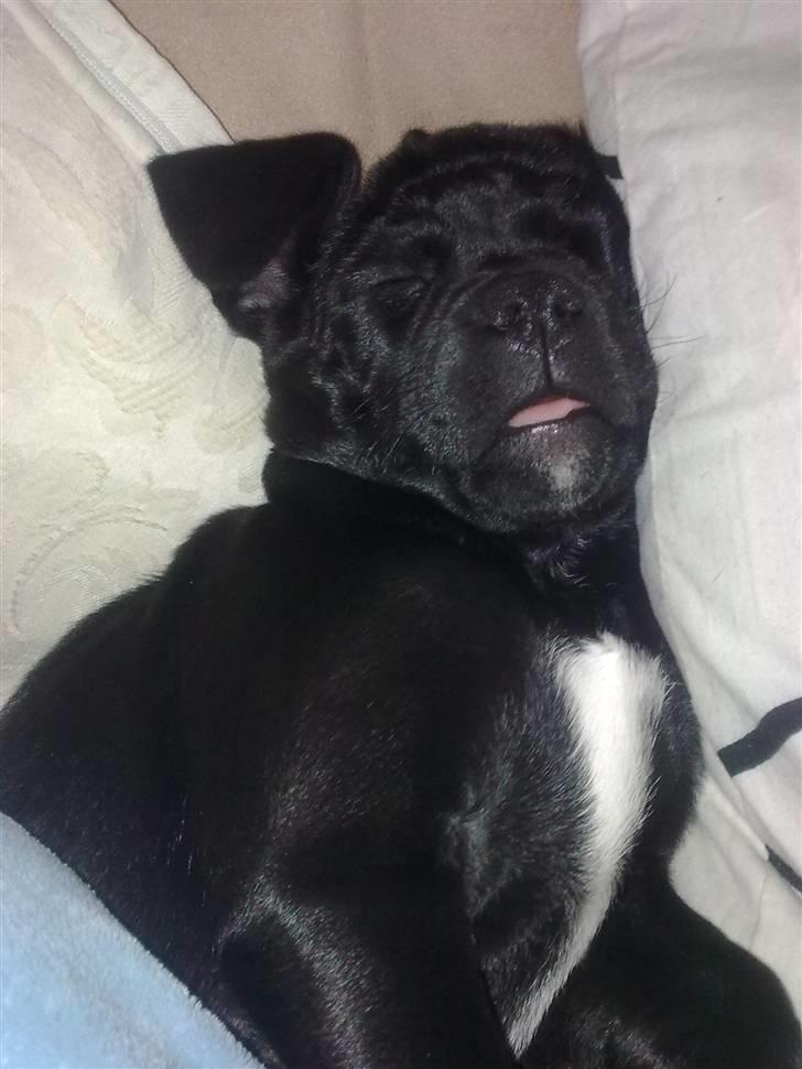 Blanding af racer Malou billede 22