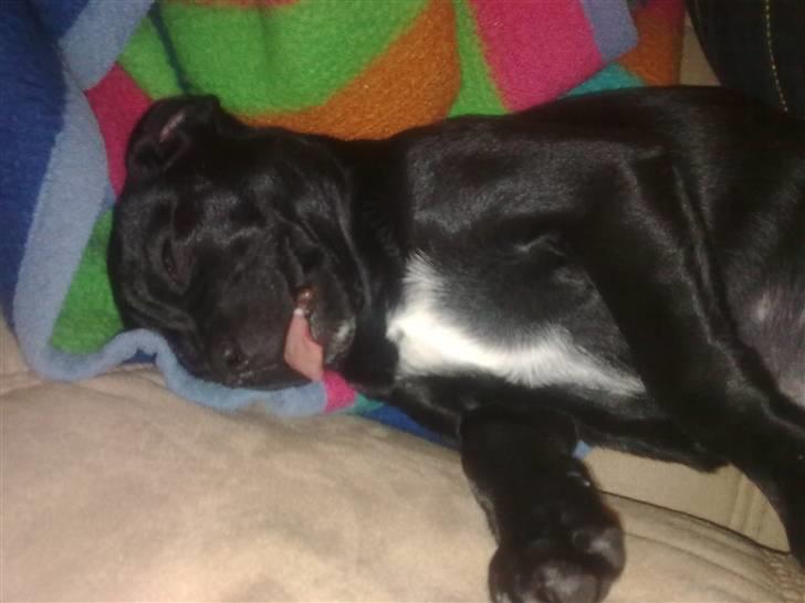 Blanding af racer Malou billede 23