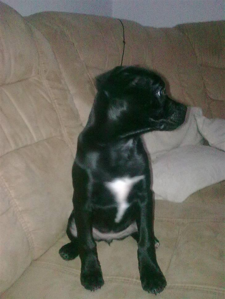 Blanding af racer Malou billede 24