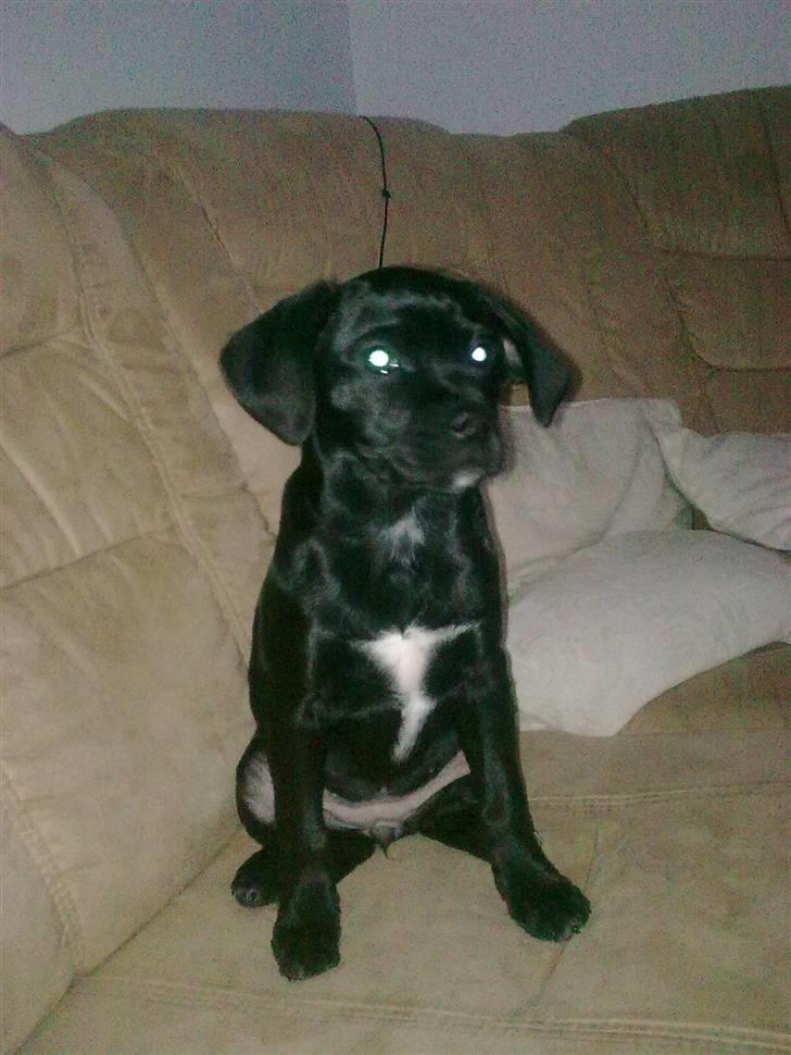 Blanding af racer Malou billede 25