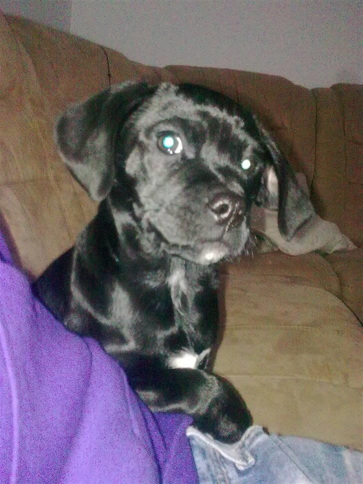 Blanding af racer Malou billede 26