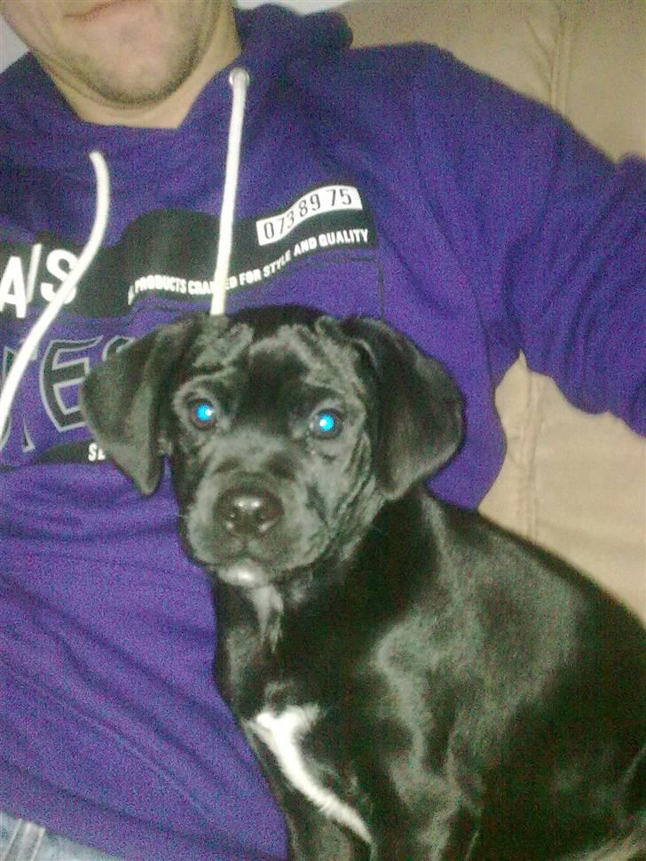 Blanding af racer Malou billede 27