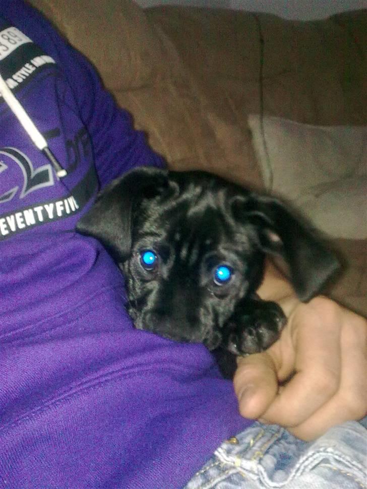 Blanding af racer Malou billede 28