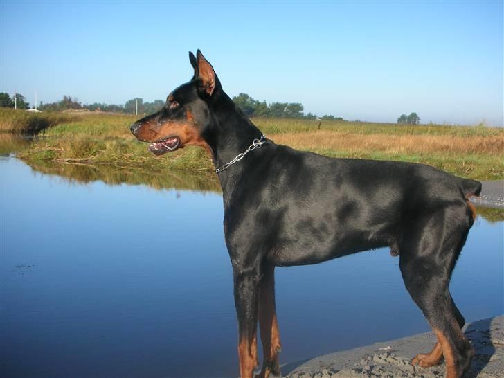 Dobermann Tyson billede 1
