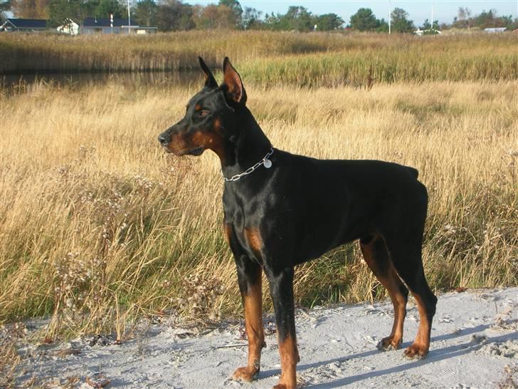 Dobermann Tyson billede 2