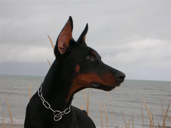Dobermann Tyson billede 3