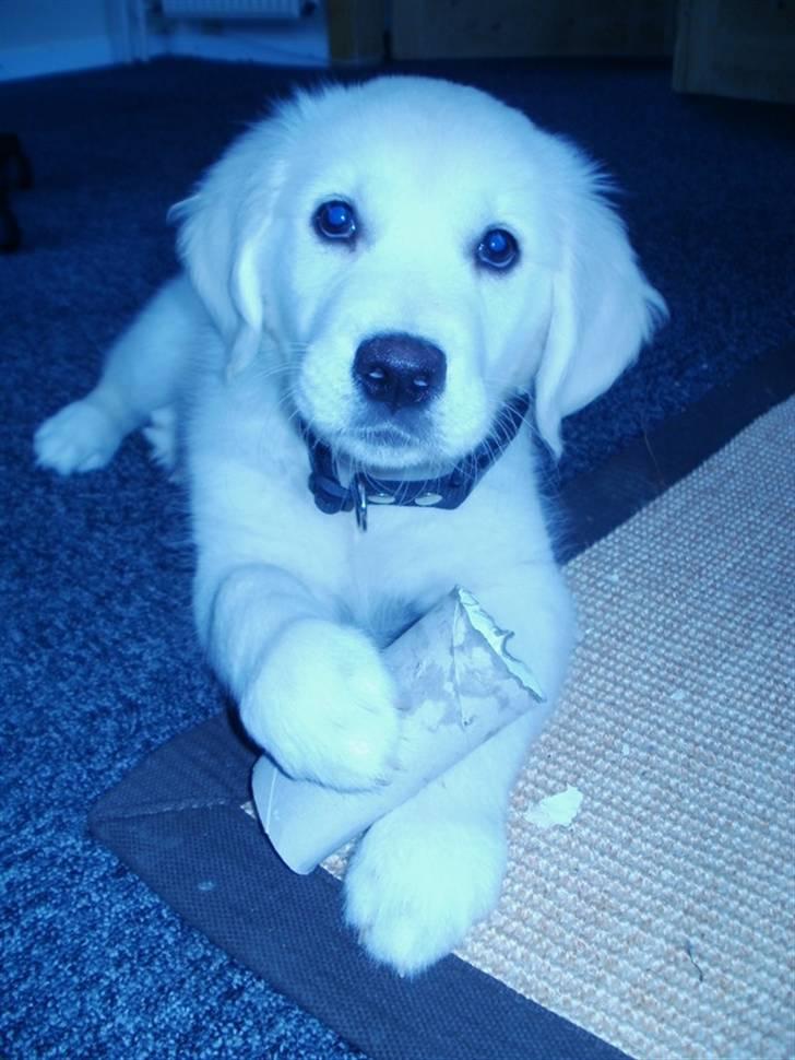 Golden retriever Elvira Madigan billede 10