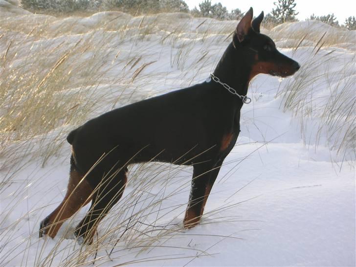 Dobermann Tyson billede 5