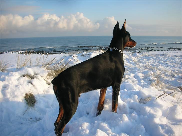 Dobermann Tyson billede 6