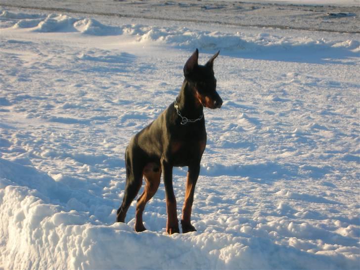 Dobermann Tyson billede 7