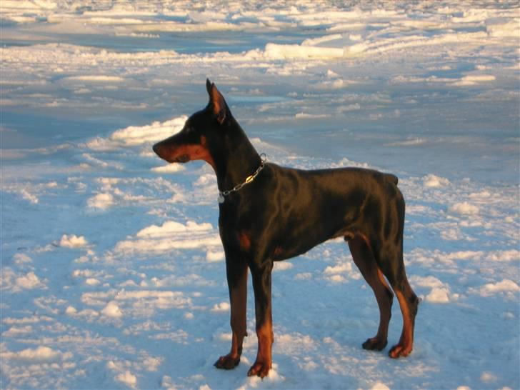 Dobermann Tyson billede 8