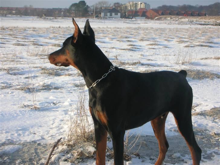 Dobermann Tyson billede 9
