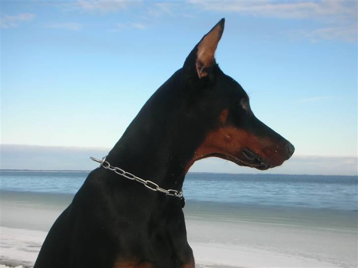 Dobermann Tyson billede 10