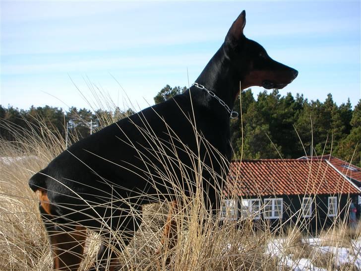 Dobermann Tyson billede 11