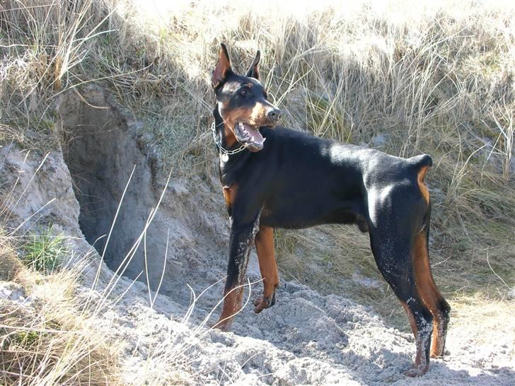 Dobermann Tyson billede 12