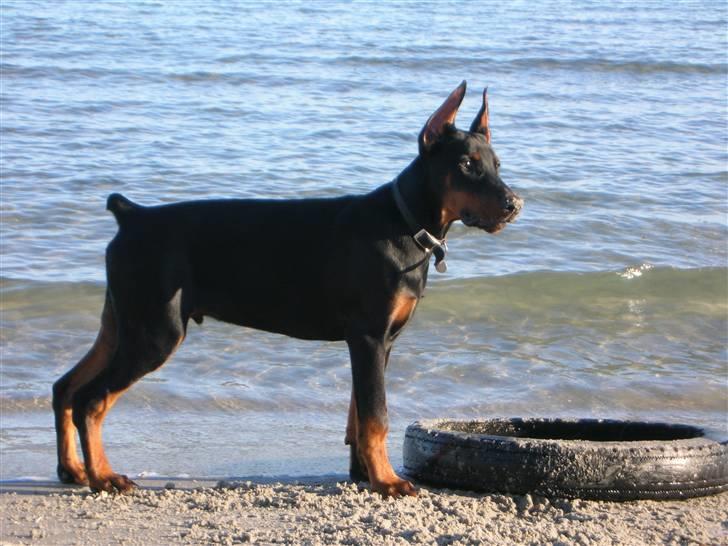 Dobermann Tyson billede 13