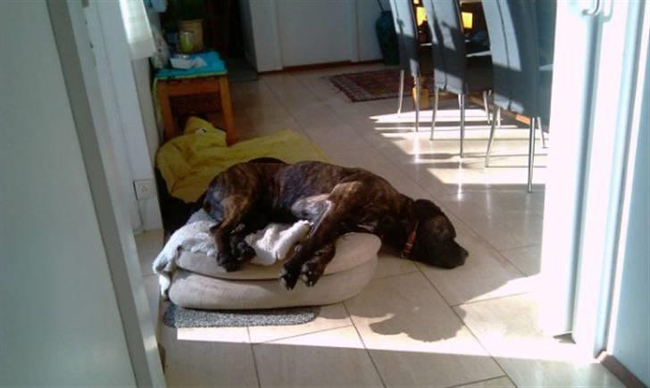 Boerboel Kiwi **SOLGT** - Kiwi tager i slapper - i baileys lille seng :o) billede 19