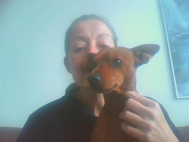 Dvaergpinscher Santos billede 1