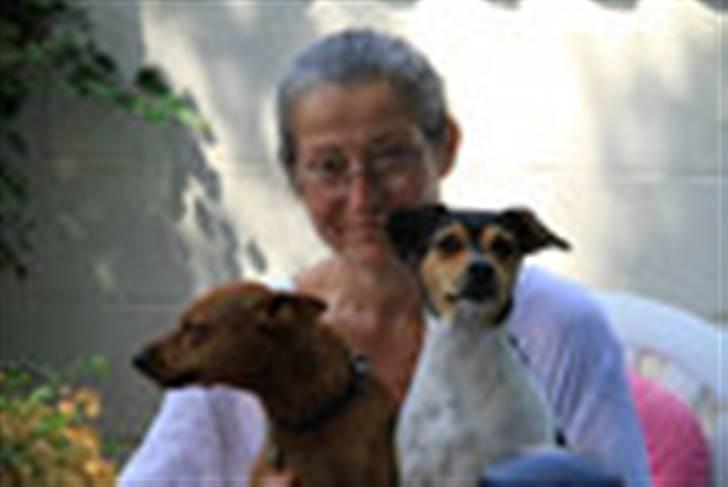 Dvaergpinscher Santos - Det er den lille brune der er Santos billede 2