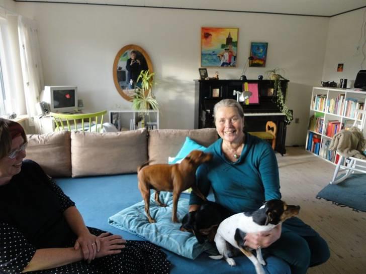 Dvaergpinscher Santos - Santos til Donna´s fødselsdag billede 3