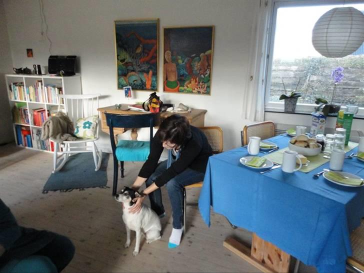 Dvaergpinscher Santos - Mere fødselsdag billede 4