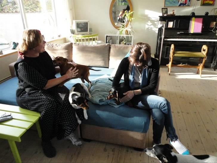 Dvaergpinscher Santos billede 5