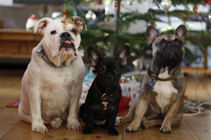 Fransk bulldog R.I.P. Balou 2013 - 3 år billede 12